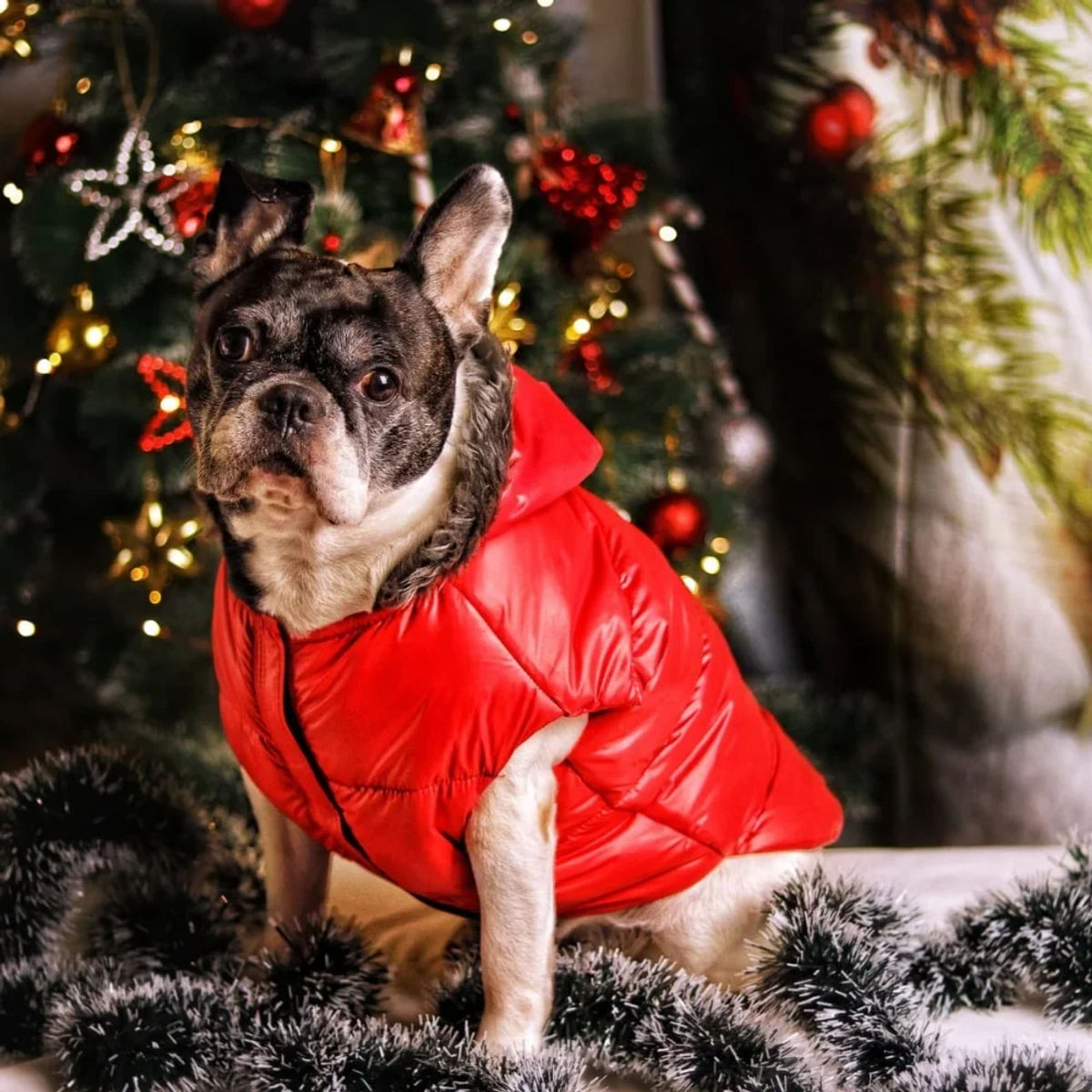 Plain Waterproof Winter Jacket for Dogs – Red (Size 12 to 30)